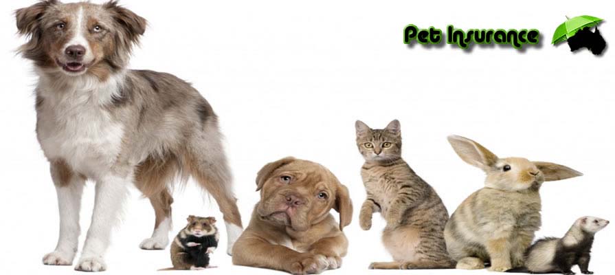 Banner displaying best Pet Insurance Reviews and quotes in Australia
